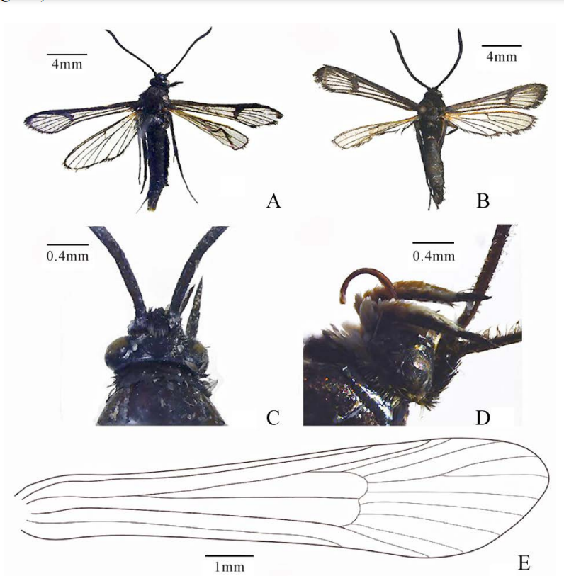 Entomotaxonomia_3