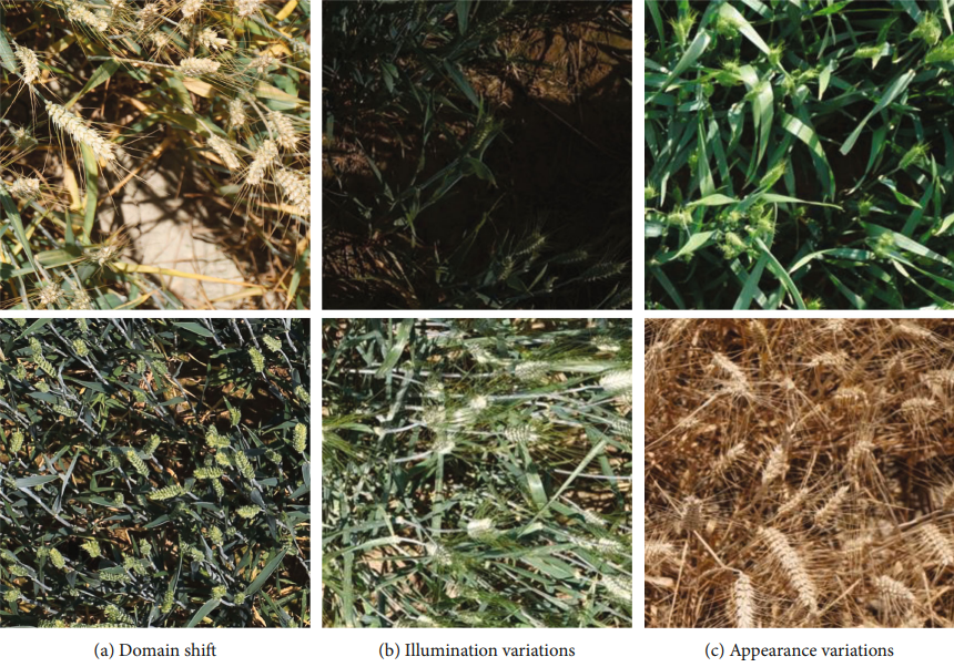 Plant Phenomics_4