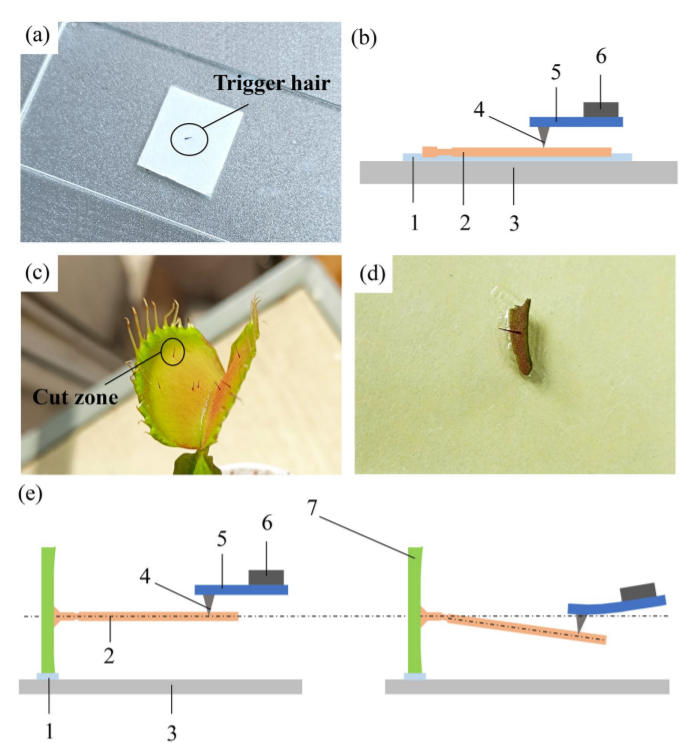 Journal of Bionic Engineering_3