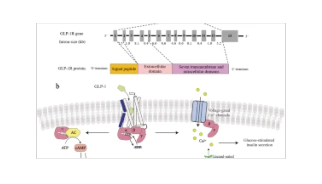 Acta Pharmacologica Sinica_3