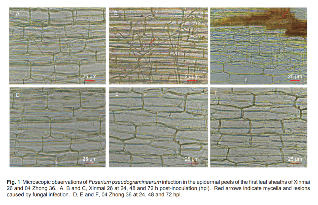 Journal of Integrative Agriculture_4