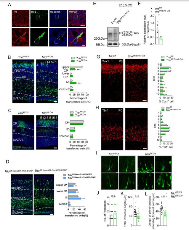 Neuroscience Bulletin_4