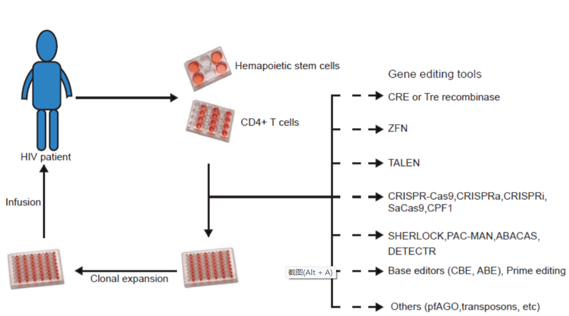 Virologica Sinica_4